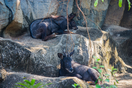 chamois in Bangkok,Thailandの写真素材