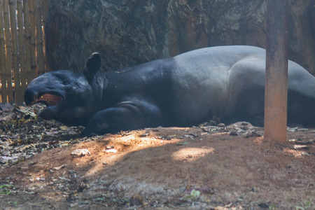 tapir in Bangkok,Thailandの写真素材