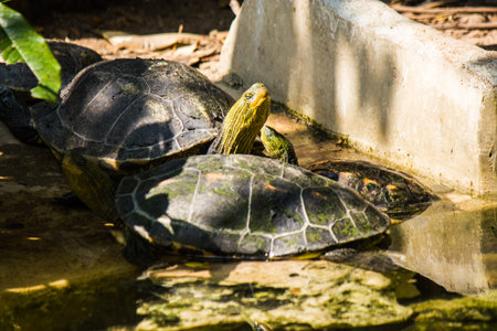 turtle in Bangkok,Thailand