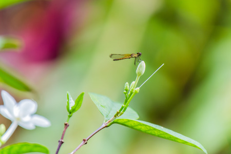 yellow little dragonfly on flowerの写真素材