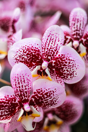 beautyful orchidの写真素材