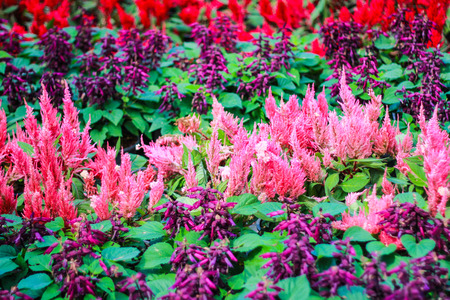 Colourful flowers in Thailandの写真素材
