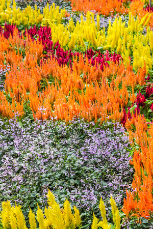 Colourful flowers in Thailandの写真素材