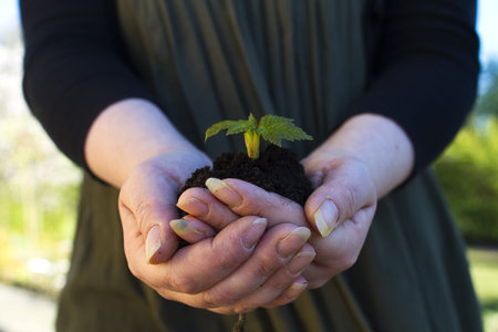 seedling in handsの写真素材