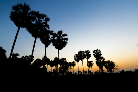 Silhouette sunset with sugar palm treeの写真素材