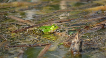 Green frog sitting in a pond, lakeの写真素材