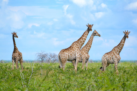 Group of giraffes in Etosha National Park, Namibia, Africa.の写真素材