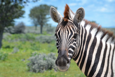 Close-up of a zebra in Etosha National Park in Namibia, Africaの写真素材