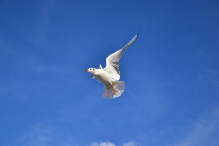 A seagull (Larus argentatus), close up, catching a bite in flight.の写真素材