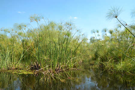Okavango delta, plants that grow from water mainly Cyperus papyrus. Taken from a boat from mokoro, paddled by a local guide using a long wooden lath, Botswana, Africa.の写真素材