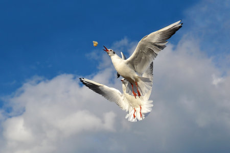 A seagull (Larus argentatus) eats a bite of bread in flight. Close up, catching a bite in flight.の写真素材