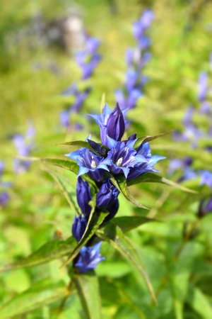 Gentian (Gentiana asclepiadea) is a medium-high mountain herb with blue bell-shaped flowers, found in the Czech Republic, Europe.の写真素材