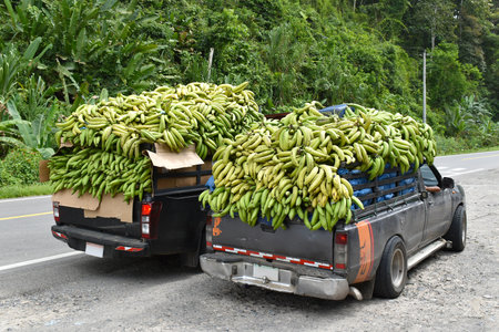 Bananas on a car body, pick-up, agricultural cargo, bunches of bananas for sale at the market, Panama.の写真素材