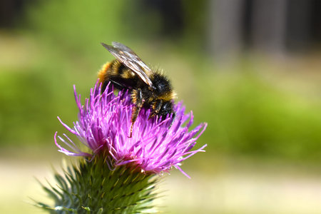 Wild bumblebee sucking thistle pollen from Carduus acanthoides on a green field, close-up view of a...