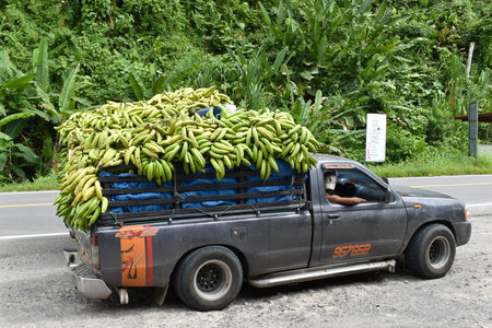 Almirante, Panama - February 7, 2021: Bananas on a car body, pick-up, agricultural cargo, bunches of...