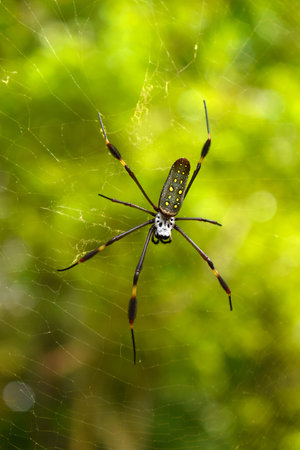Golden silk orb-weaver (Trichonephila clavipes) on a green background, cobweb, Panama.