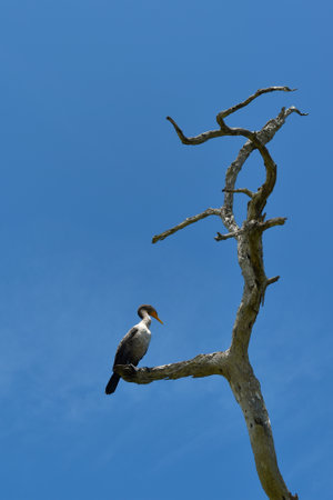 Great Cormorant, Phalacrocorax carbo, perched on a branch of a dry tree, in Mexico.の写真素材
