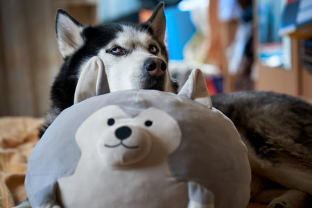 Siberian Husky laid his head on his favorite toy in the form of a Husky dog. The dog lies in an embrace with his favorite soft toy at home on the couch. The concept of love of pets for toys.の写真素材