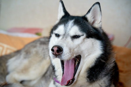 Black-white blue-eyed husky yawns at home on the bed from boredom. Animal Fatigue Conceptの写真素材