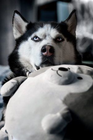 Siberian Husky laid his head on his favorite toy in the form of a Husky dog. The dog lies in an embrace with his favorite soft toy at home on the couch. The concept of love of pets for toys.の写真素材