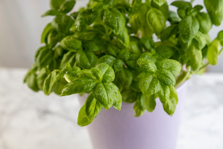 A bush of fresh sweet basil in a white bucket on a concrete background. Close-up, top side view.の写真素材