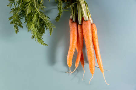 Fresh Raw carrot bunch with green leaves on green background. Vegetarian and vegan diet. Veganism. Sustainable lifestyle, plant-based foods.Copy spaceの写真素材