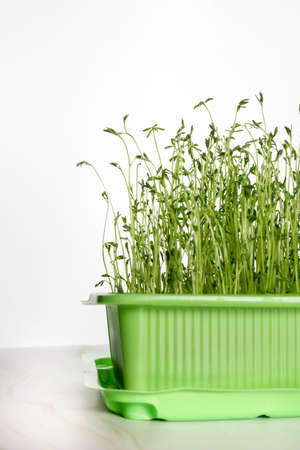 Germination tray with green sprouts from lentil seeds.の写真素材