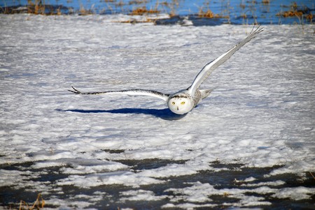 A Snowy Owl has its wings fully extended and glides silently just above the snow focused on its prey.  Also known as the Arctic Owl or the Great White Owl.の写真素材