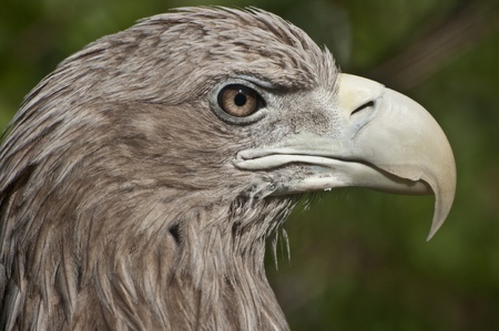 White-tailed eagleの写真素材