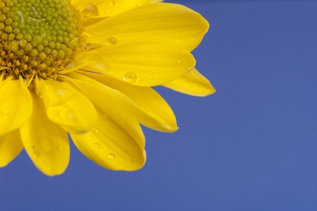Yellow margaret od the blue backgroundの写真素材