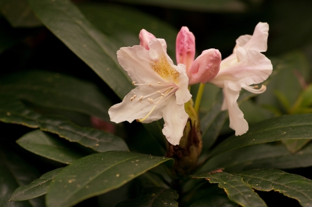 Oleander blooming with pink flowers.の写真素材