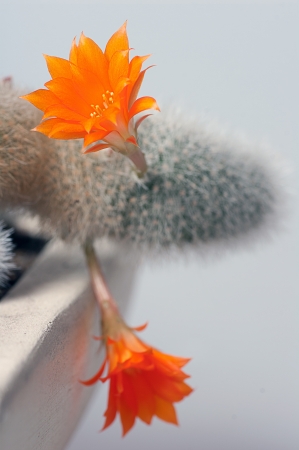 Blooming cactus with orange flowers.の写真素材