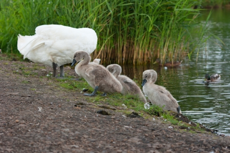 Swan comes ashore. In addition to the chicks and ducks.の写真素材