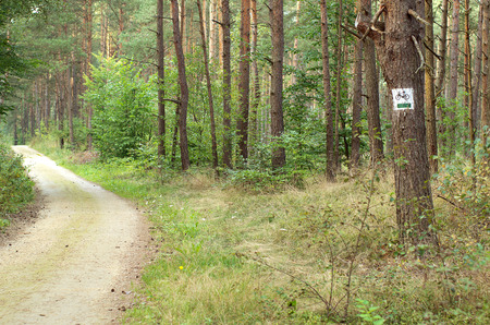 Designation of forest trails for bikes and walkers.の写真素材
