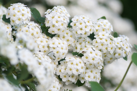 Flower bush garden - TawuÅa van Houtteaの写真素材