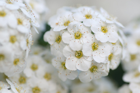 Flower bush garden - TawuÅa van Houtteaの写真素材