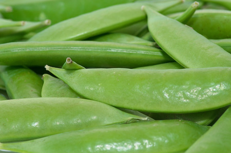 Green succulent sugar snap peas for dinner.の写真素材