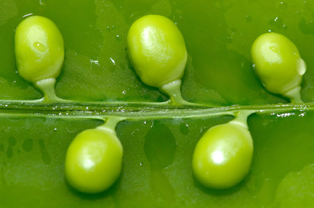 Green succulent sugar snap peas for dinner.