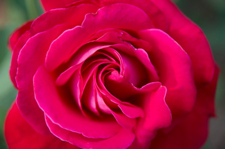 Blooming roses in the garden.の写真素材