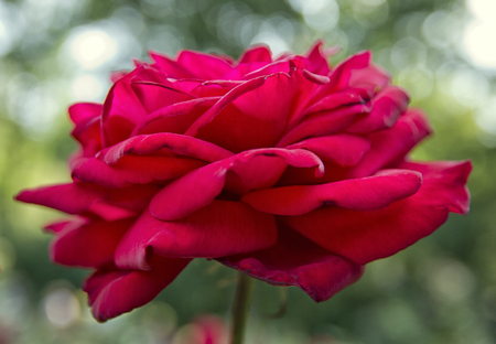 Blooming roses in the garden.の写真素材