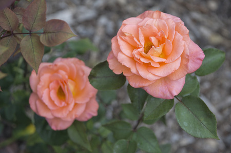 Blooming roses in the garden.の写真素材