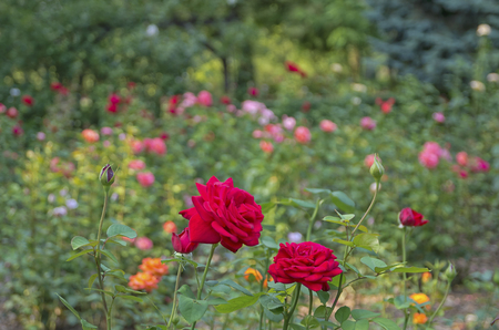 Colorful roses in the garden.の写真素材