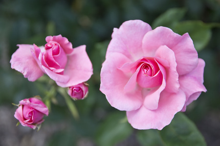Blooming roses in the garden.の写真素材