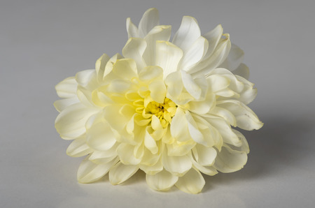 White chrysanthemum on a white background.の写真素材