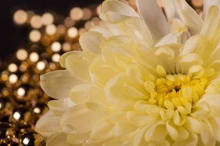 White chrysanthemum and gold bokeh.の写真素材