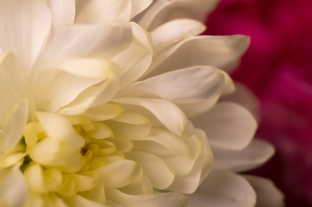 White chrysanthemum on a red background.の写真素材
