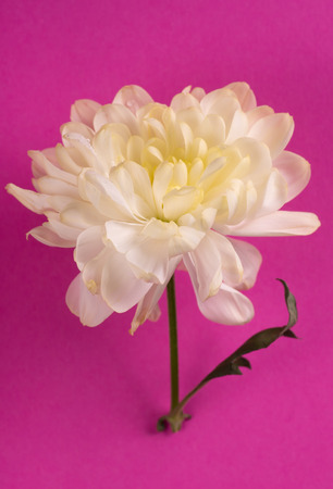 White chrysanthemum on a pink background.の写真素材