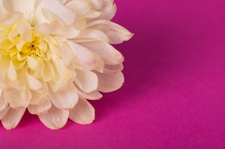 White chrysanthemum on a pink background.の写真素材