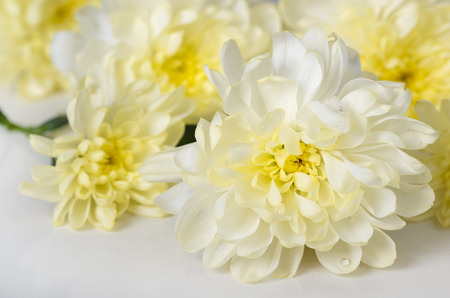 White chrysanthemums on a white background.の写真素材
