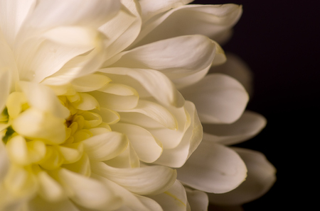 White chrysanthemum on a black background.の写真素材